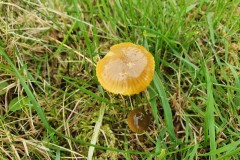 Hygrocybe psittacina - Parrot Waxcap, Finningley.