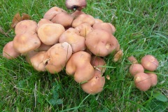 Hypholoma fasciculare - Sulphur Tuft, Finningley Churchyard