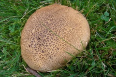 Scheroderma verrucosum - Earthball, Finningley Churchyard.