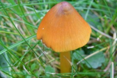 Hygrocybe conica - Blackening Waxcap, Finningley Churchyard.