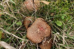 Xerocomellus chysenteron - Red Cracking Bolete, Finningley Churchyard.