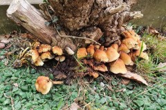 Hypholoma fasciculare - Sulphur Tuft, Finningley Churchyard.