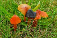 Hygrocybe conica - Blackening Waxcap, Lindholme.