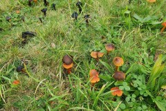 Hygrocybe conica - Blackening Waxcap, Lindholme.