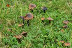 Hygrocybe conica - Blackening waxcap, Lindholme Hall.