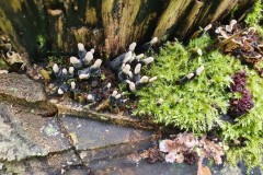 Xylaria hypoxylon - Candlesnuff and Ascocoryne sarcoides - Purple Jellydisc, Lindgolme Hall.