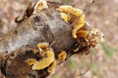 Stereum hirsutum - Hairy Curtain Crust, Lindholme Hall.