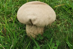 Handkea excipuliformis - Pestle Puffball, Hatfield.