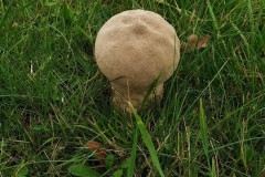 Handkea excipuliformis - Pestle Puffball, Hatfield.