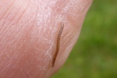 Blanilus guttulatus - Spotted Snake Millipede, Lindholme.