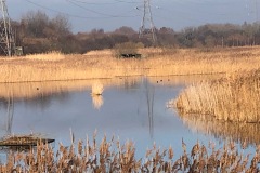 View of Bittern Hide from the Green Trail