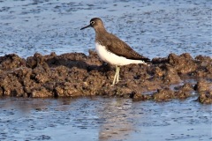 Green Sandpiper, Old Moor.