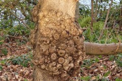 Birch tree infestation, Denaby Ings.