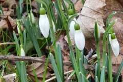 Galanthus nivalis - Snowdrop, Denaby Ings.