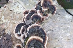 Trametes versicolor - Turkeytail, Denaby Ings.