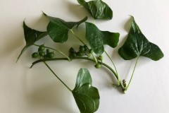 Leaves & fruit of Black Bryony