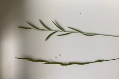 Seed heads of Tor-grass