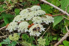 Cardinal beetles at Danes Hill