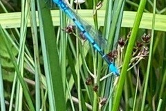 Azure damselfly at John Scott's Farm.