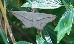 Blood vein moth (Timandra comae) at John Scott's Farm.