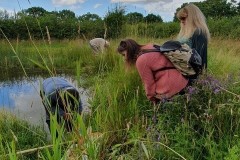 Pond dipping, John Scott's Farm,