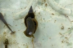 Pond snail, Water Boatman and Newtlets at John Scott's Farm.