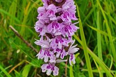 Common Spotted orchid - Maltby Common.