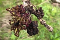 Ash flowers, iPort.