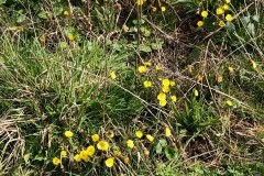 Colt’s-foot Tussilago farfara, iPort.