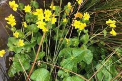 Marsh Marigold, iPort.