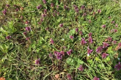 Red Dead nettle, iPort.