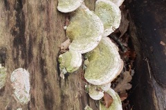 3. Trametes gibbosa