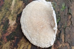 4. Trametes gibbosa underside