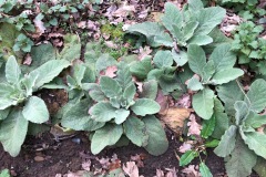 1. Mullein, Barrow Hills.