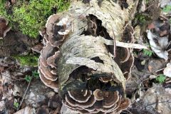 2. Turkey Tail, Barrow Hills.