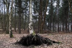 4. Uprooted tree, Barrow Hills.