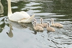 Mute Swans