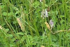 Common Spotted Orchid