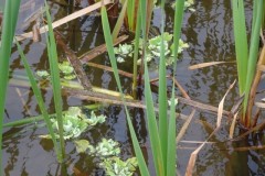 A flotilla of rosettes of Nile Cabbage Pistia stratiotes