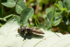 Robberfly, Finningley spotsground.