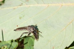 Robberfly, Finningley spotsground. 