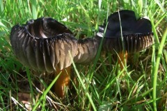 Blackening-Waxcap