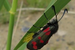 Six-Spot-Burnet