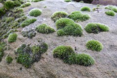 Grey Cushioned Grimmia also known as Hedgehog moss (Grimmia pulvinata), Old Moor