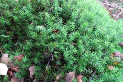 Polytrichum formosum - Bank Haircap Moss, Lindholme.