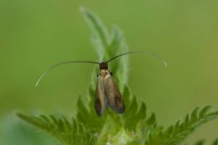 Cauchas rufimitrella, Woodside Nurseries, Austerfield.