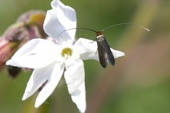 Cauchas rufimitrella, Woodside Nurseries, Austerfield.