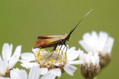 Nemophora cupriacella, Chamber’s Farm Wood, Lincs.