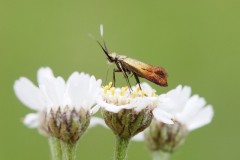 Nemophora cupriacella, Chamber’s Farm Wood, Lincs.