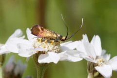 Nemophora cupriacella, Chamber’s Farm Wood, Lincs.